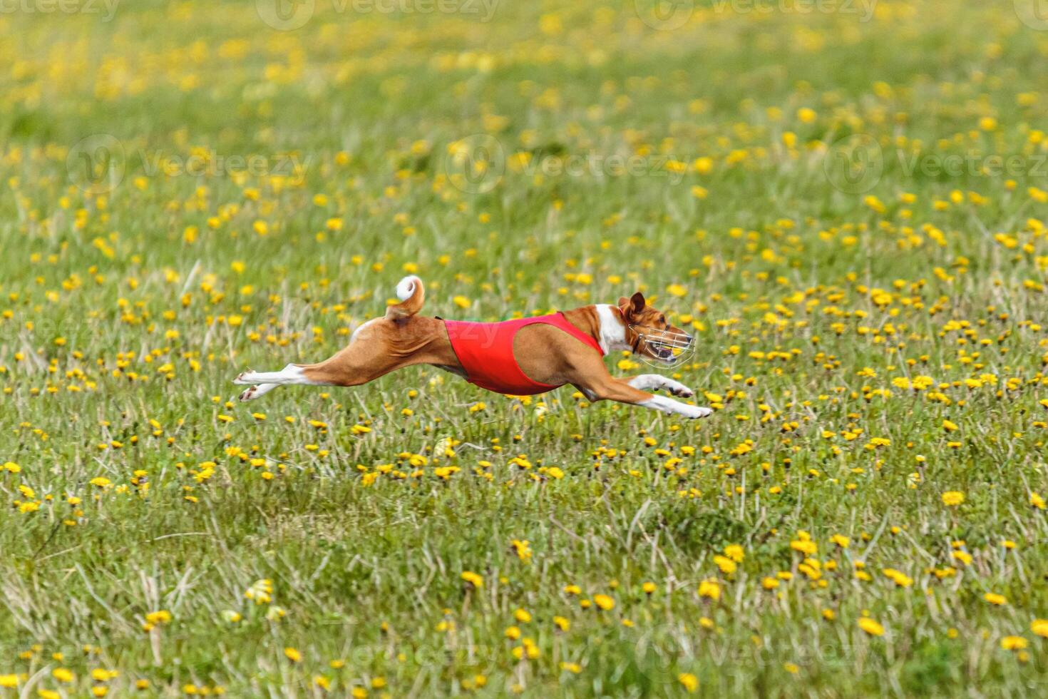 Basenji dog flying moment of running across the field on lure coursing competition photo