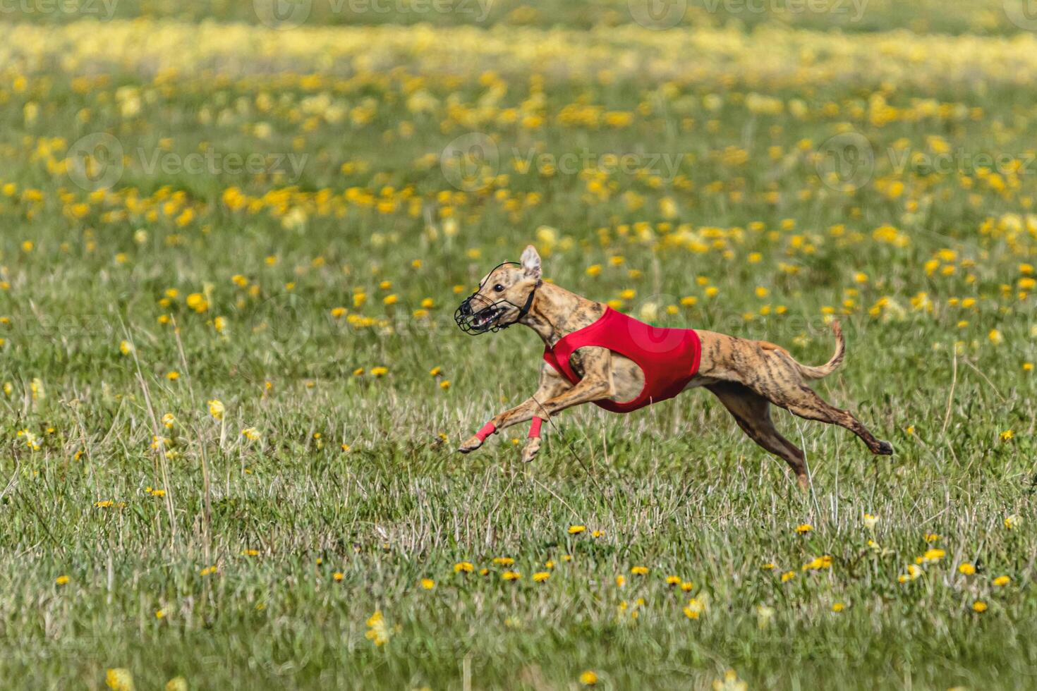 Whippet dog in red shirt running and chasing lure in the field on coursing competition photo