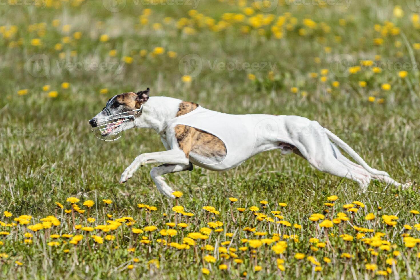 Whippet dog in white shirt running and chasing lure in the field on coursing competition photo