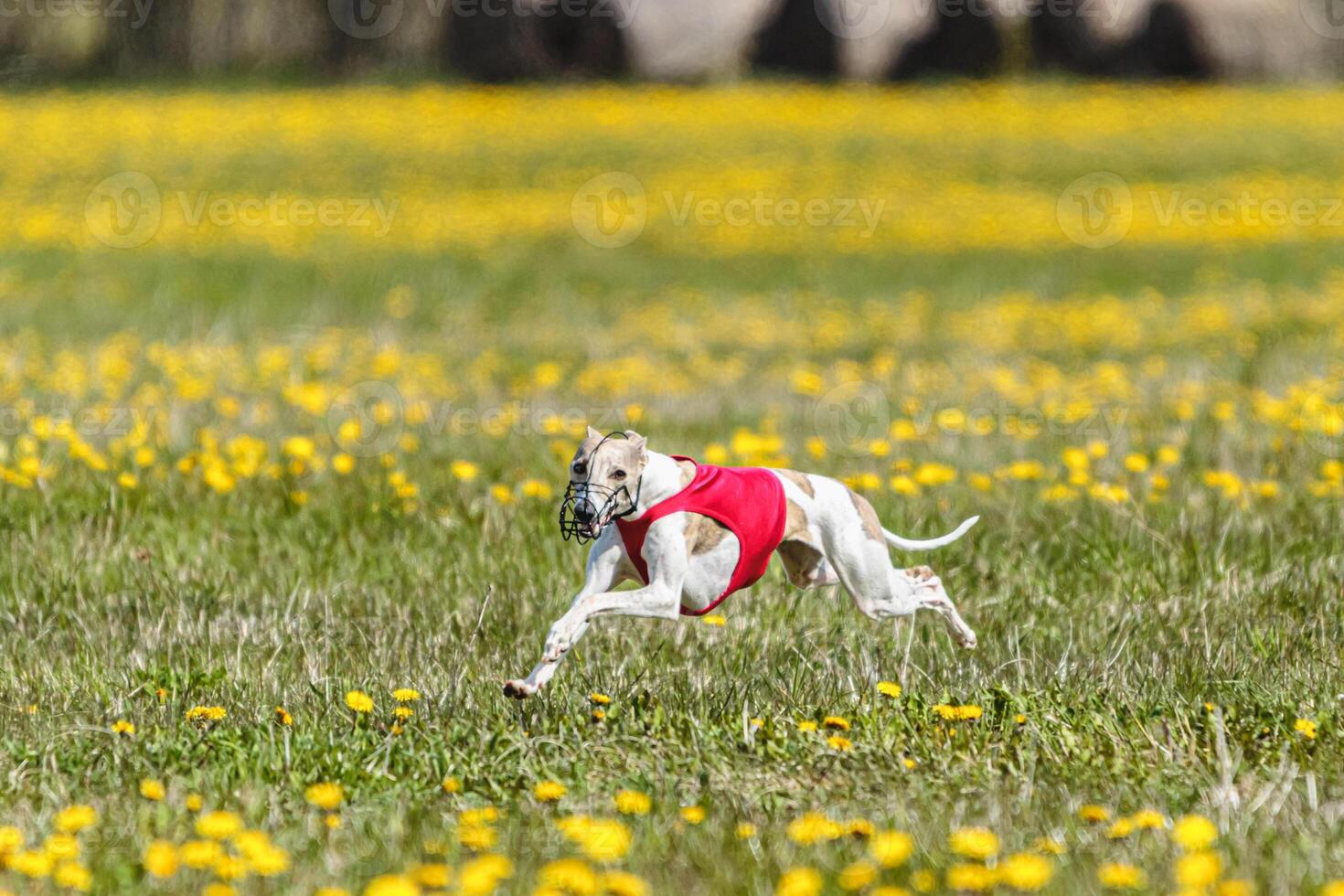 Whippet dog in red shirt running and chasing lure in the field on coursing competition photo