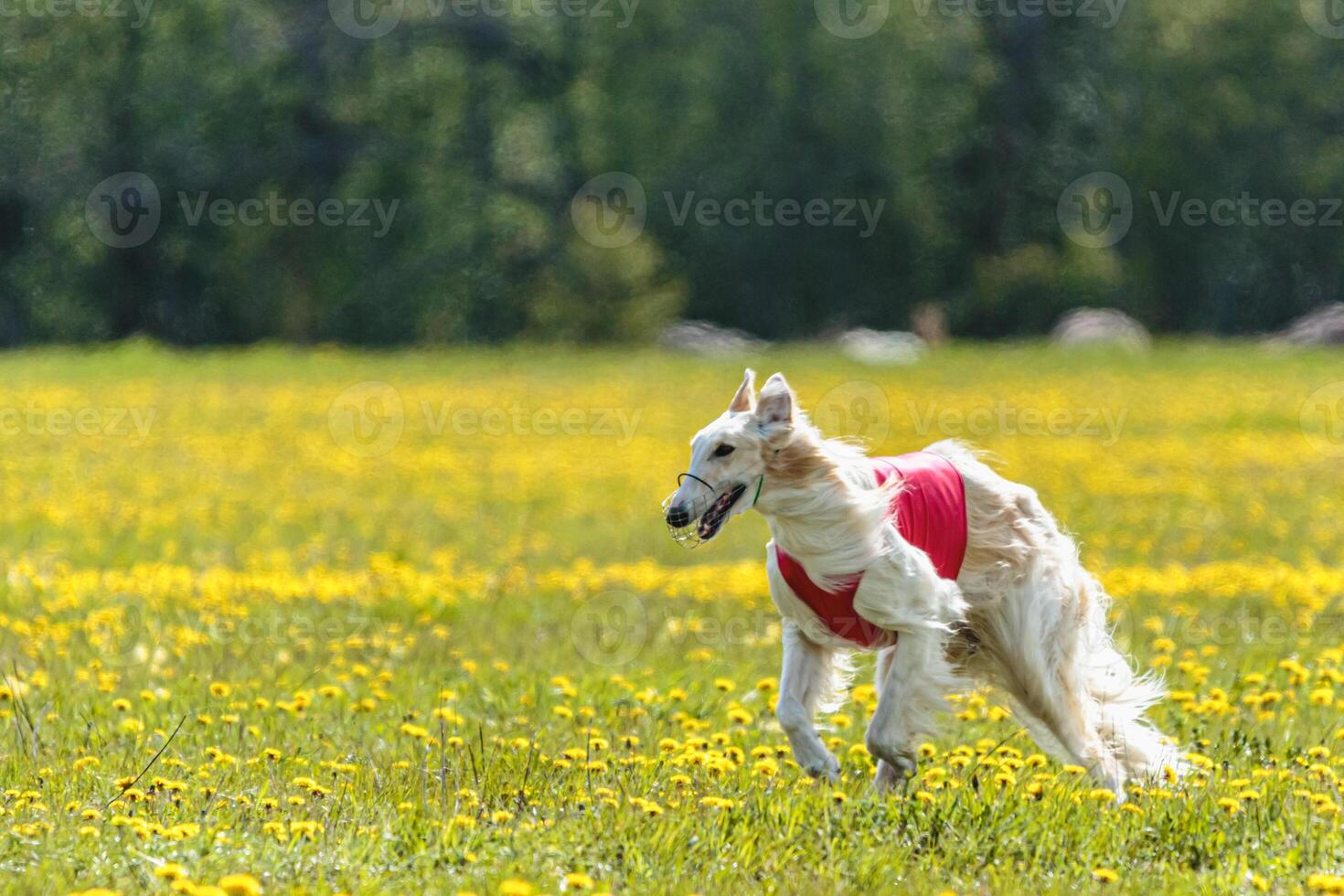Borzoi dog in red shirt running and chasing lure in the field on coursing competition photo