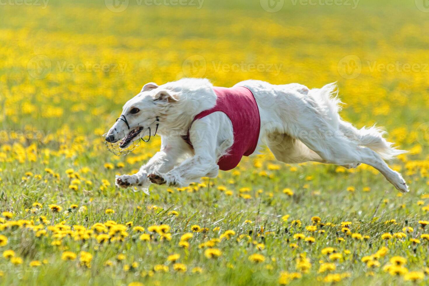Borzoi dog flying moment of running across the field on lure coursing competition photo