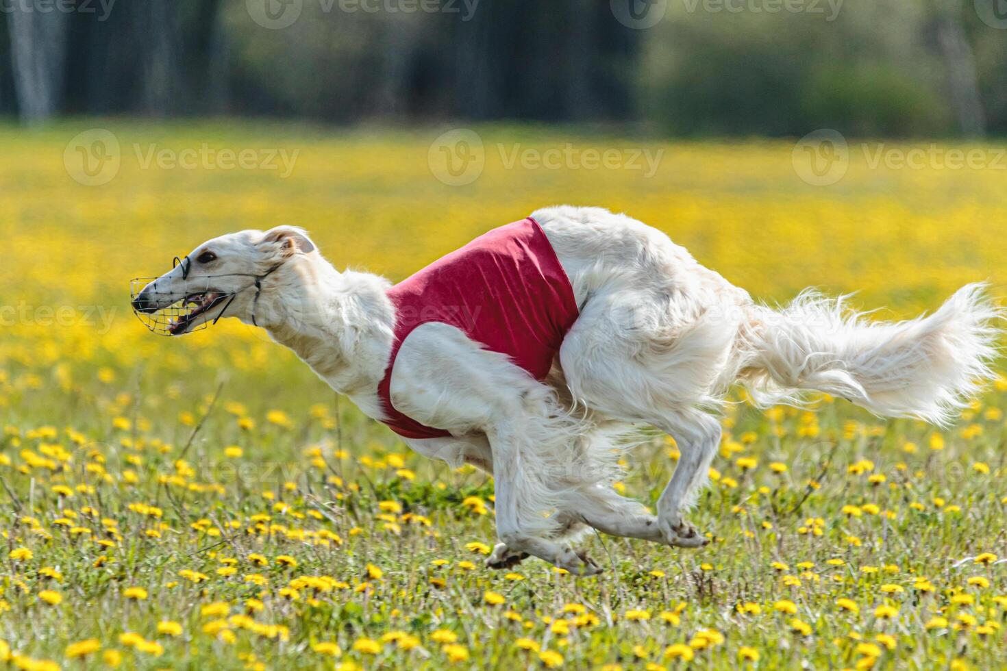 Borzoi dog in red shirt running and chasing lure in the field on coursing competition photo