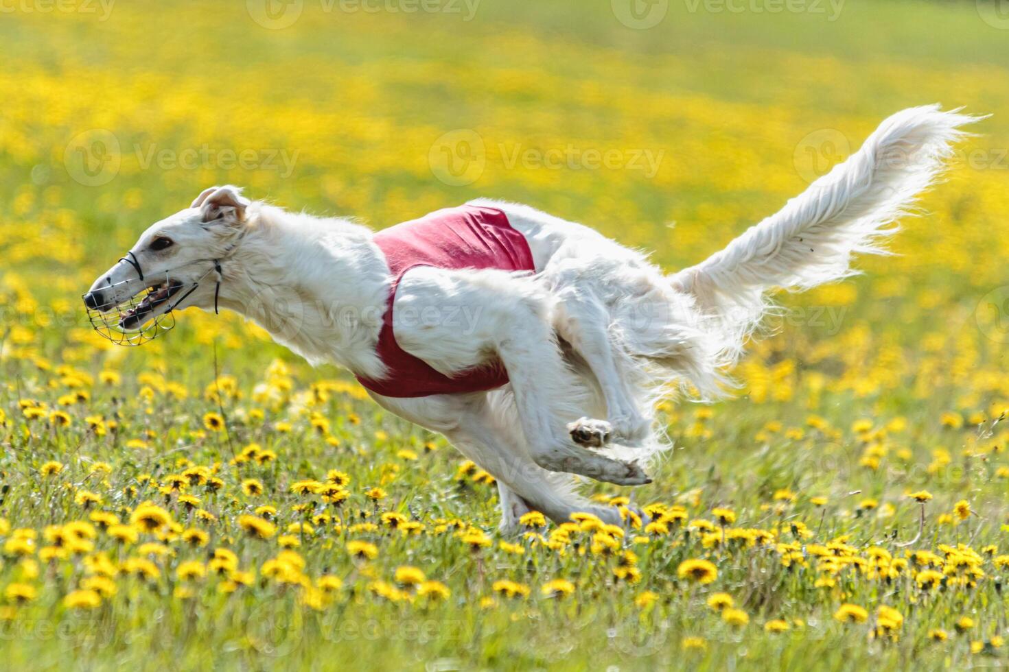 Borzoi dog flying moment of running across the field on lure coursing competition photo