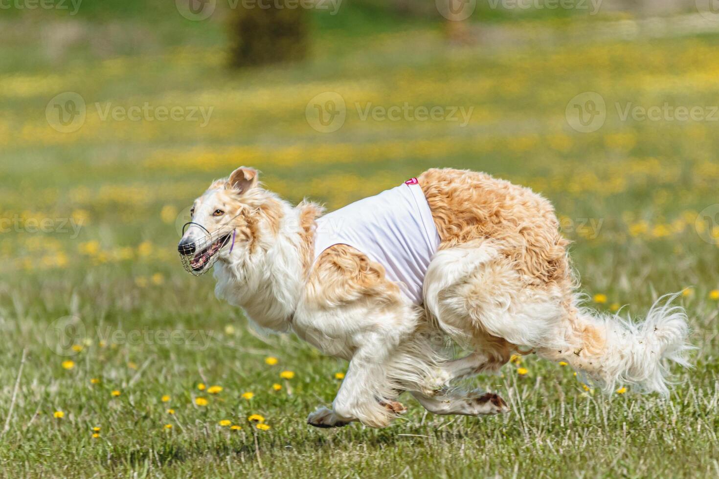 Borzoi dog in white shirt running and chasing lure in the field on coursing competition photo