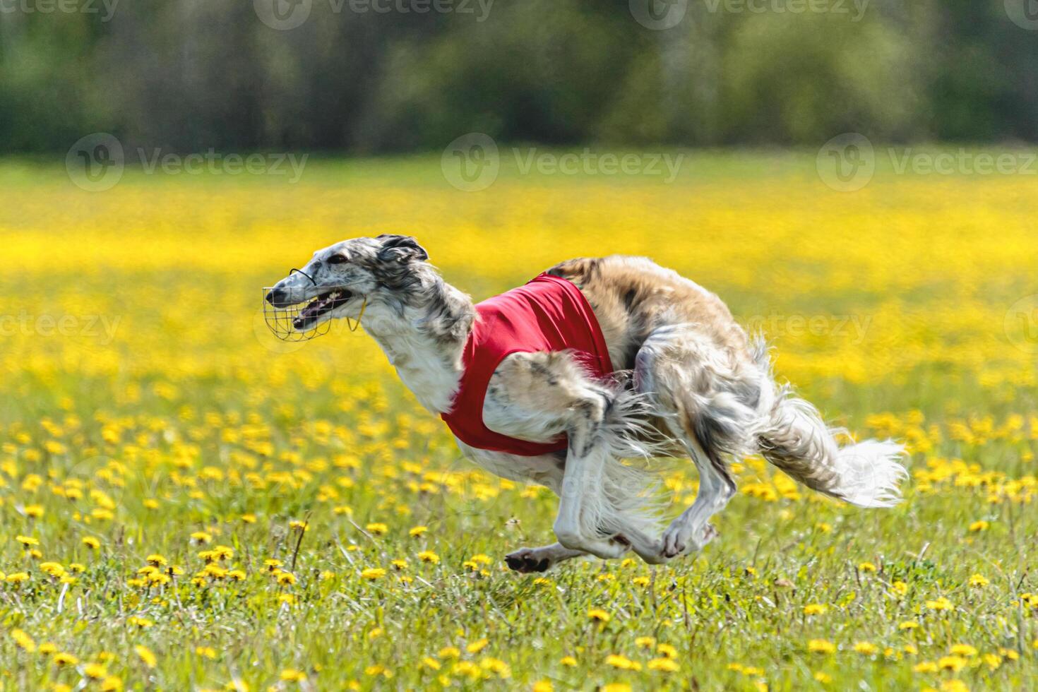 Borzoi dog in red shirt running and chasing lure in the field on coursing competition photo