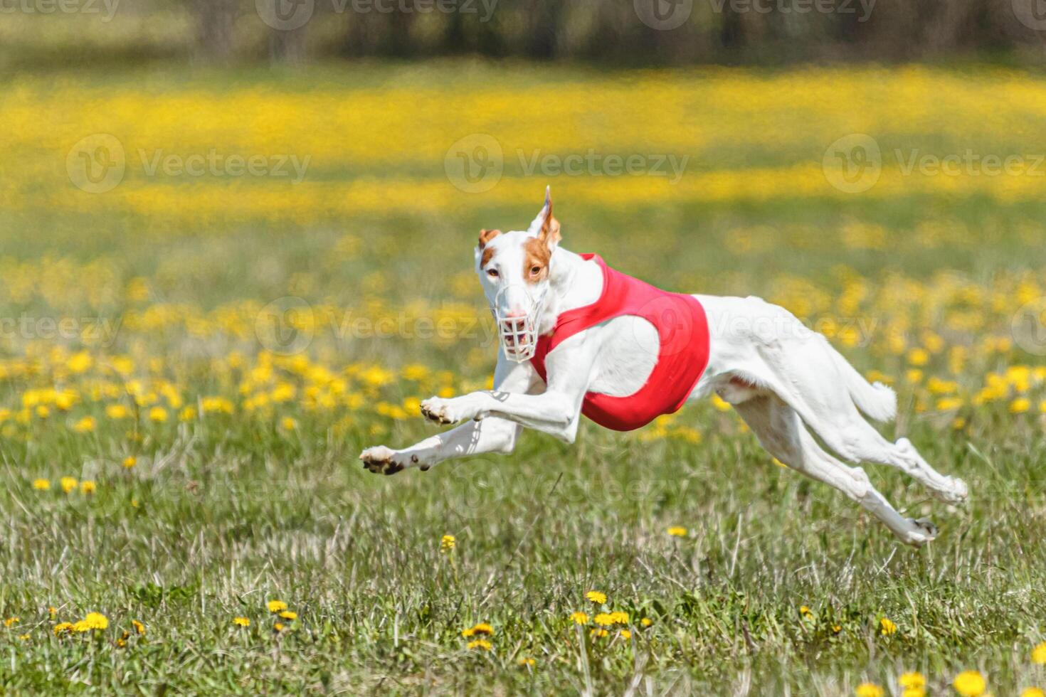 Podenco dog running fast and chasing lure across green field photo