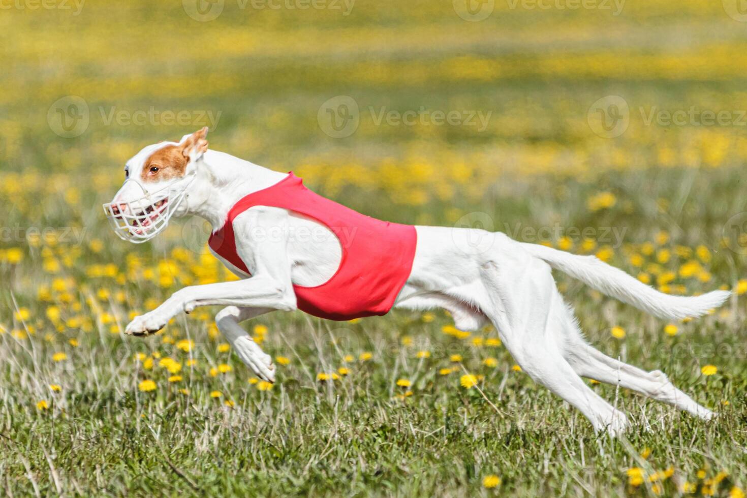 Podenco dog running fast and chasing lure across green field photo
