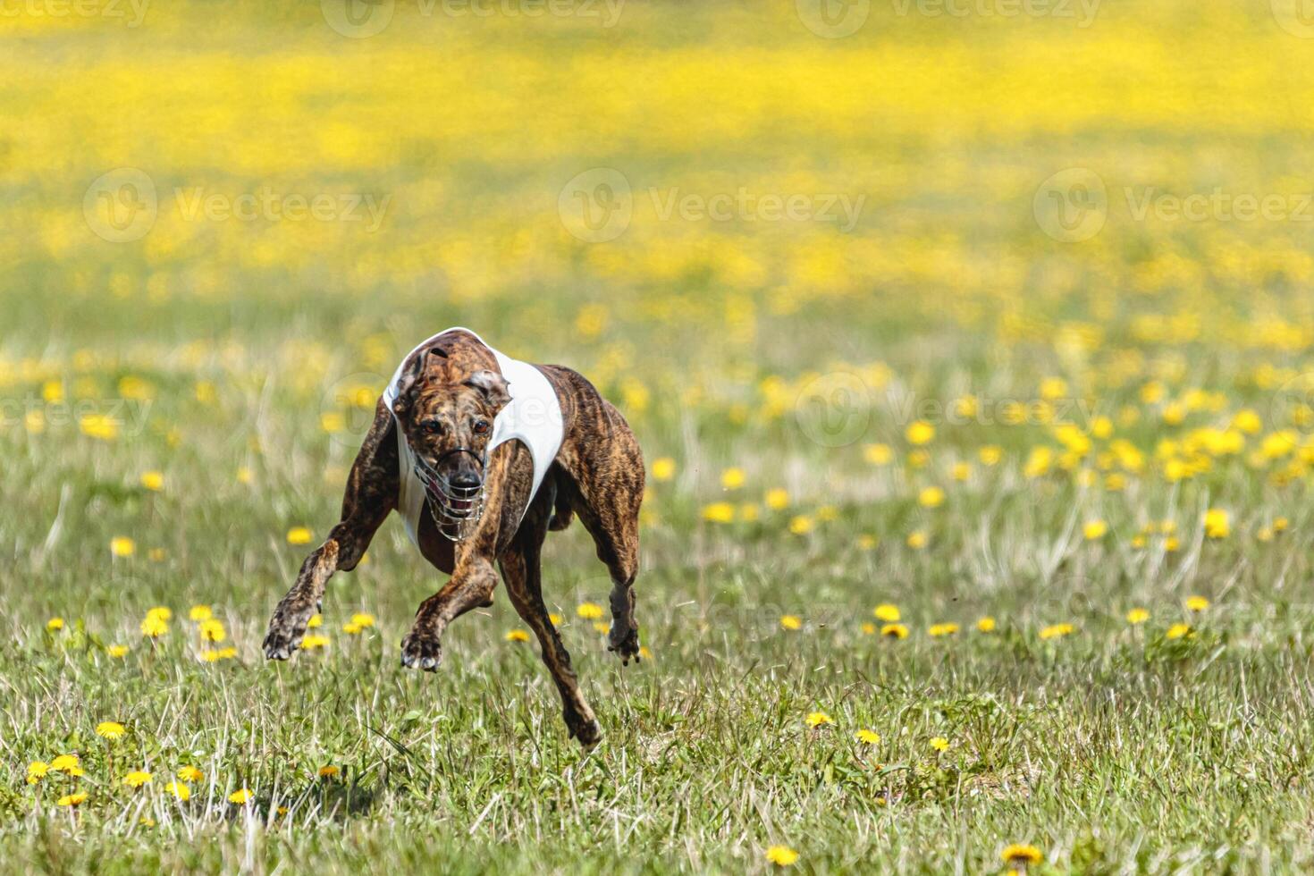 Greyhound dog running fast and chasing lure across green field at dog racing competion photo