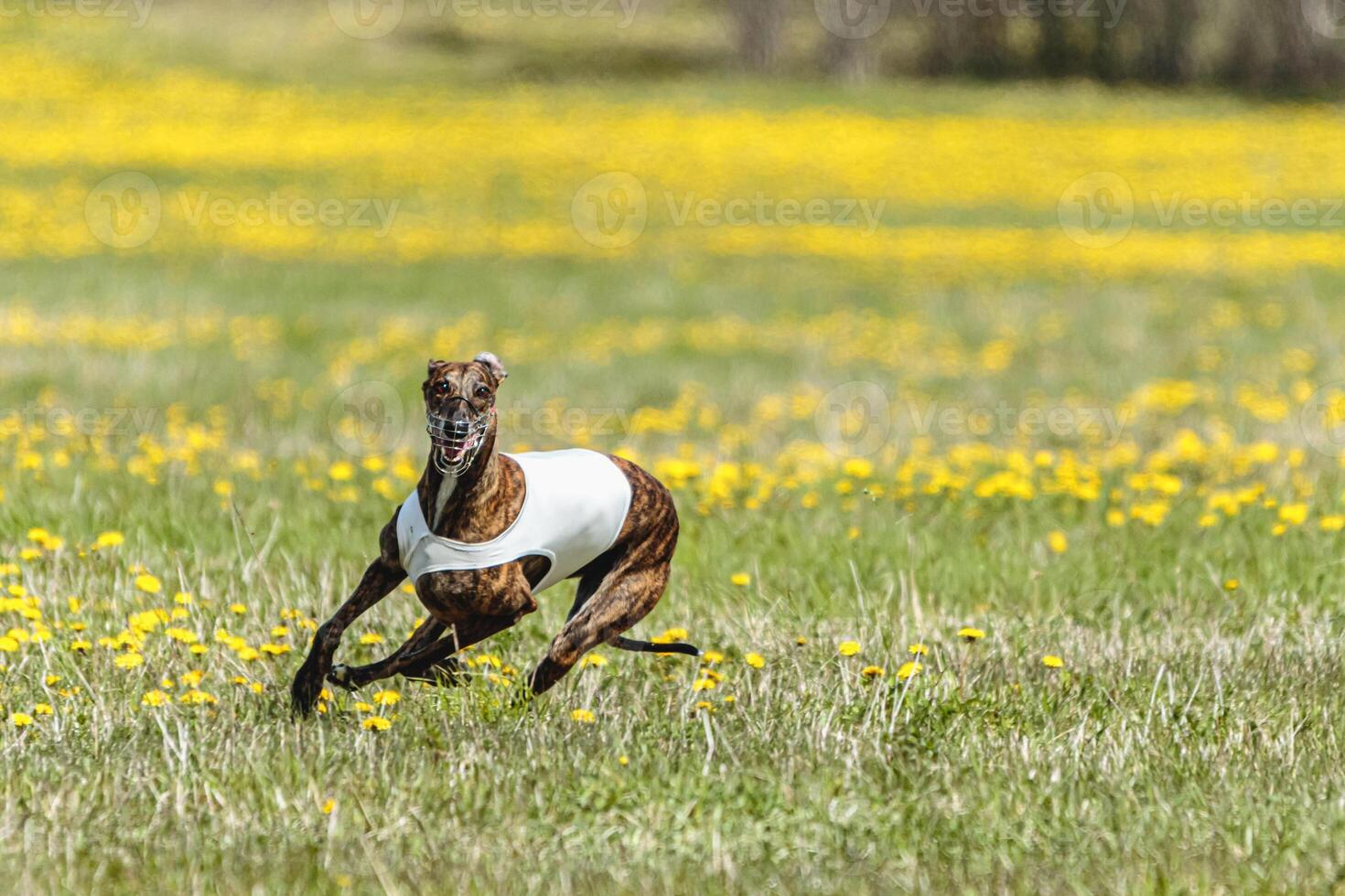 Greyhound dog running fast and chasing lure across green field at dog racing competion photo