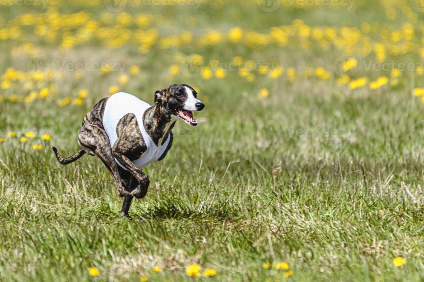 Whippet sprinter running in white jacket on coursing field at competition in summer photo
