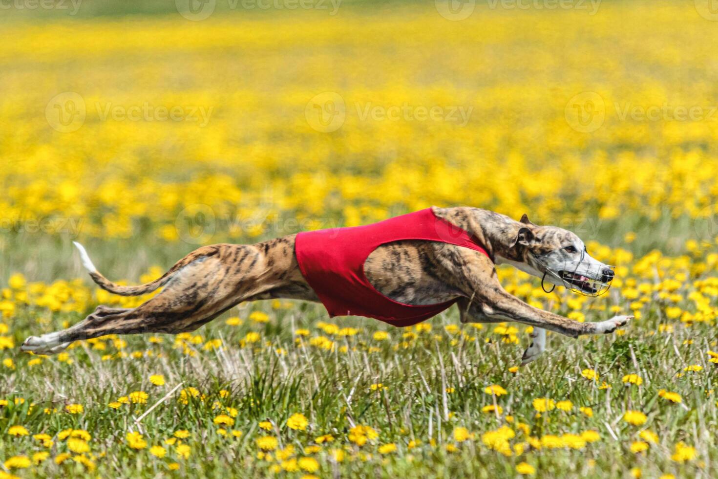Whippet sprinter running in red jacket on coursing field at competition in summer photo
