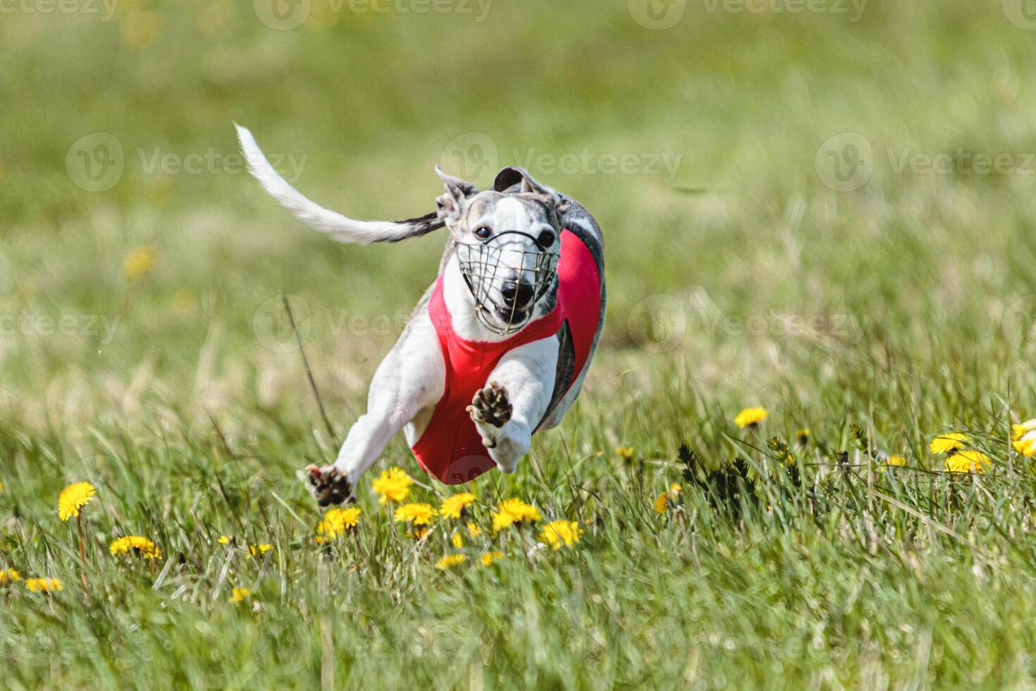 Whippet sprinter running in red jacket on coursing field at competition in summer photo