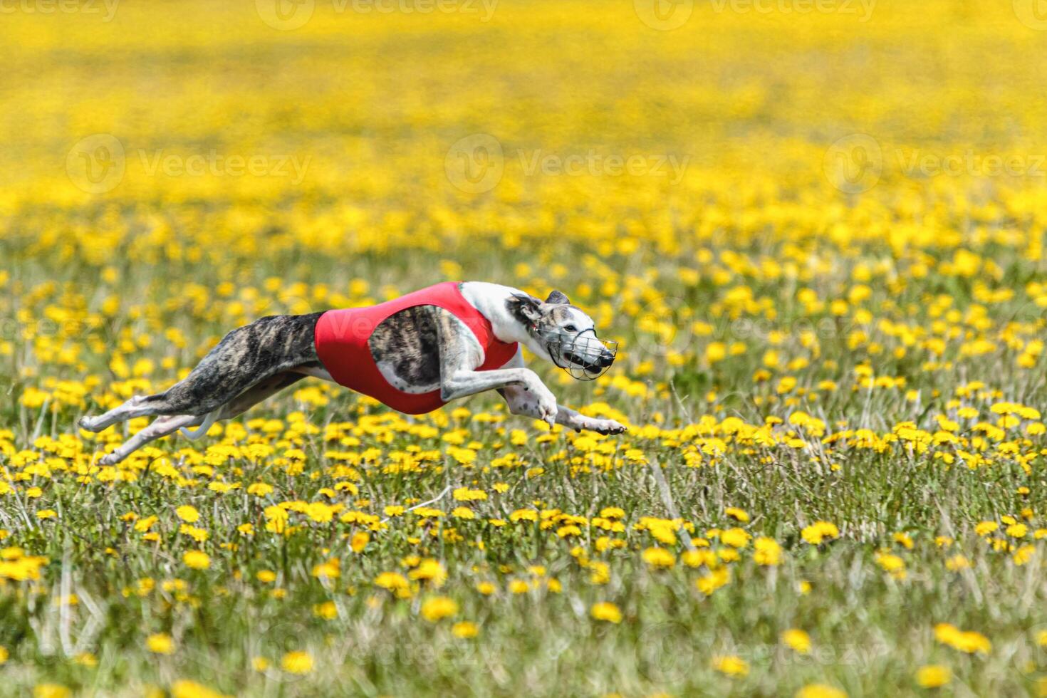 Whippet sprinter running in red jacket on coursing field at competition in summer photo