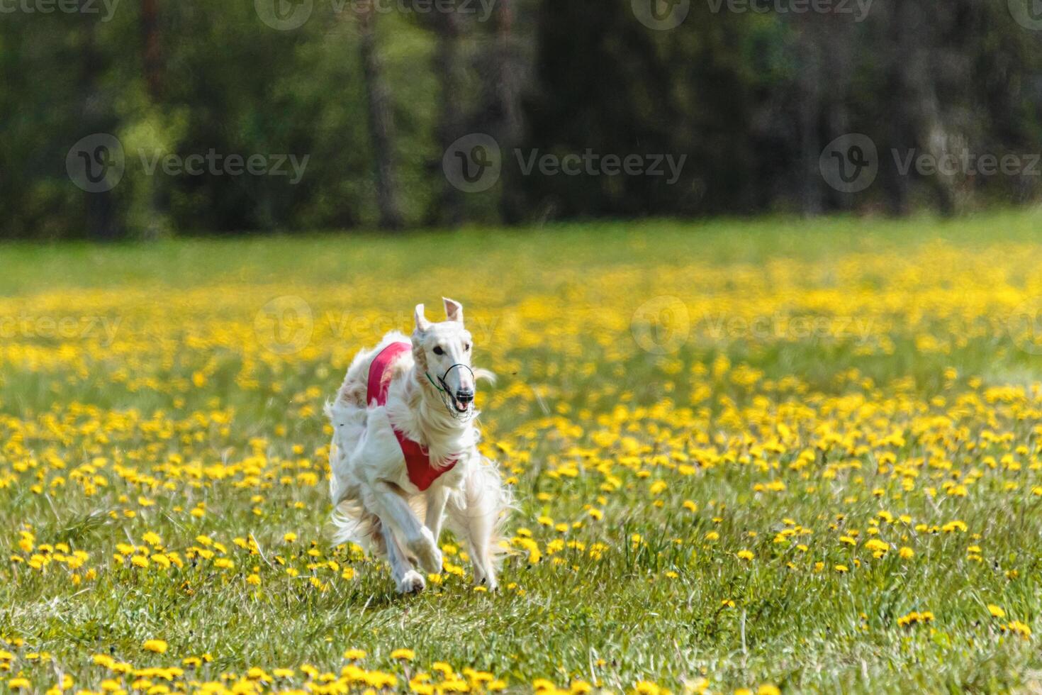 Borzoi dog in red shirt running and chasing lure in the field in summer photo
