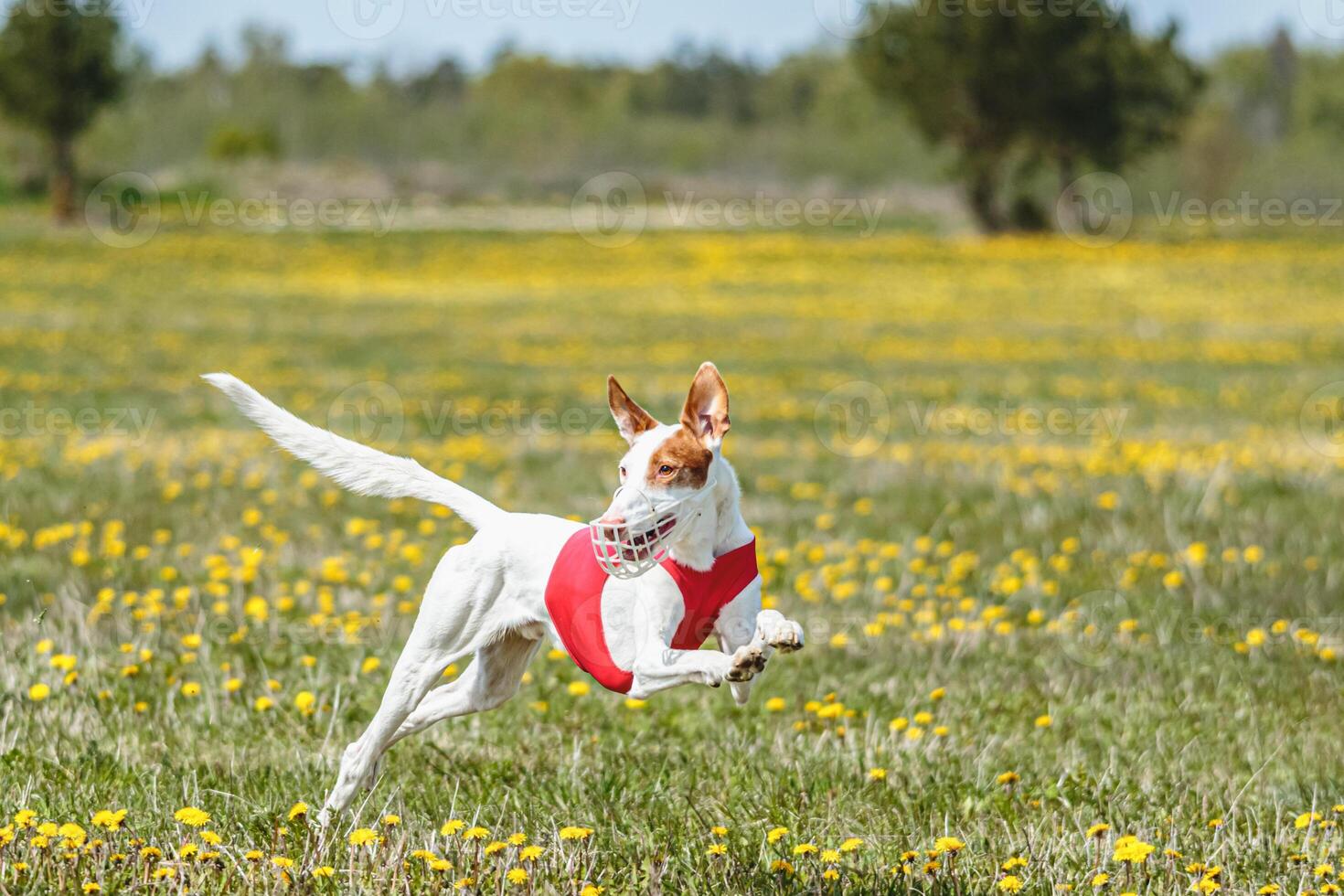 Podenco dog in red shirt running and chasing lure in the field in summer photo