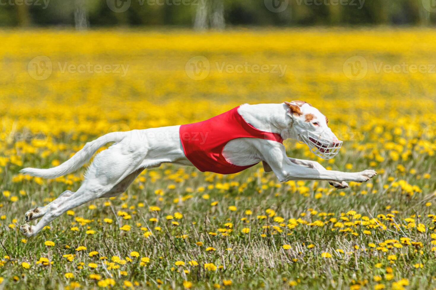 Podenco dog in red shirt running and chasing lure in the field in summer photo