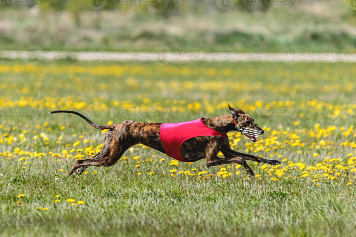 Greyhound dog in red shirt running and chasing lure in the field in summer photo