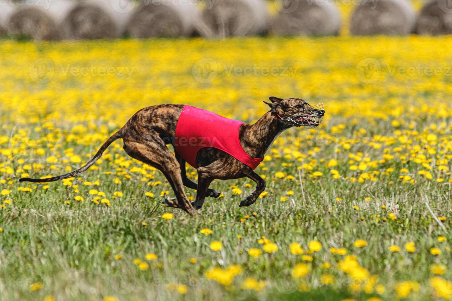 Greyhound dog in red shirt running and chasing lure in the field in summer photo