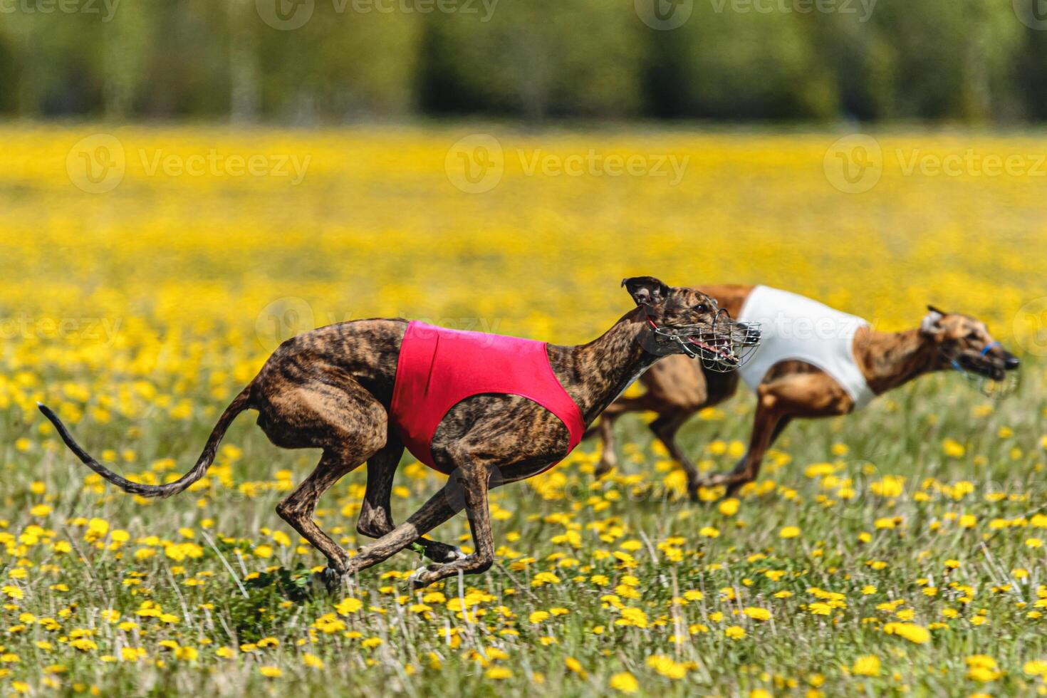 Greyhound dogs in red and white shirts running and chasing lure in the field in summer photo