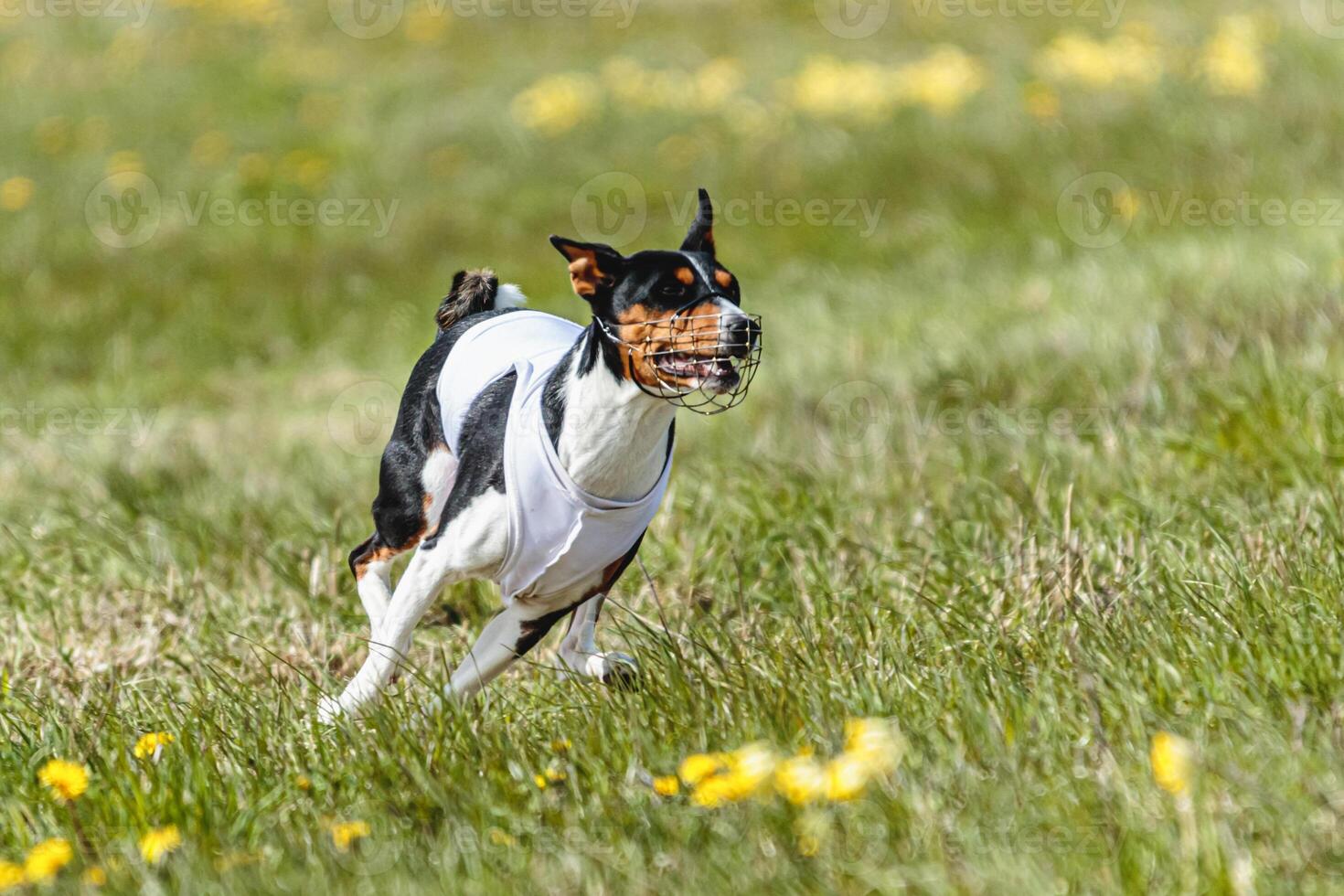 Basenji dog running in white jacket on coursing field at competition in summer photo