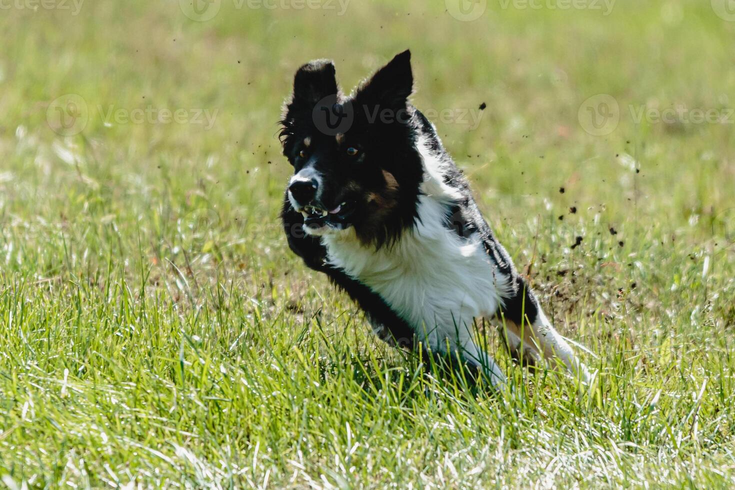 Dog running across the field on lure coursing competition photo