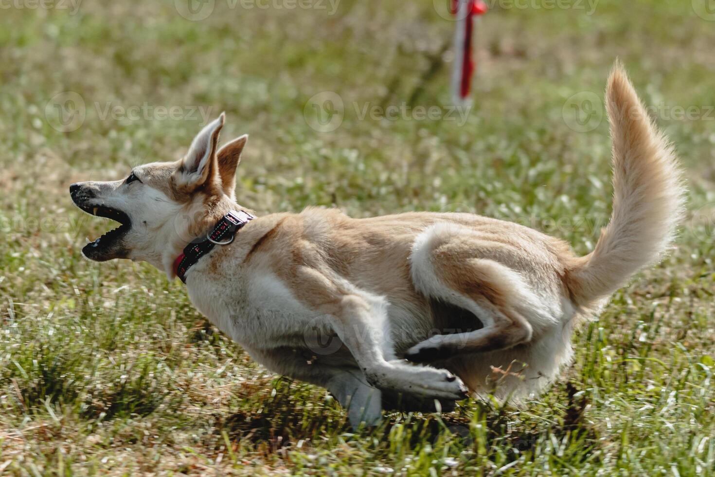 Dog flying moment of running across the field on lure coursing competition photo