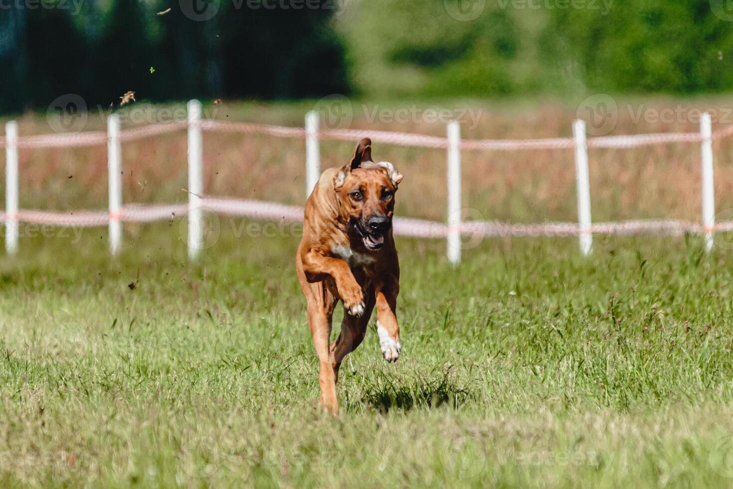 Dog flying moment of running across the field on lure coursing competition photo