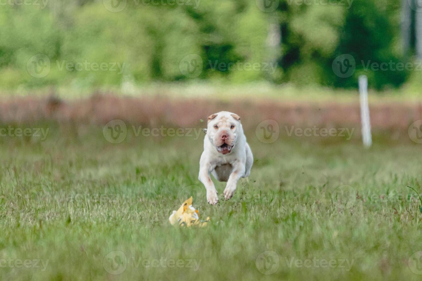 Shar Pei dog running in the field on lure coursing competition with sunny weather photo
