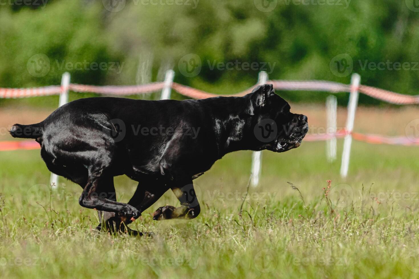 Cane corso dog running fast and chasing lure across green field at dog racing competion photo