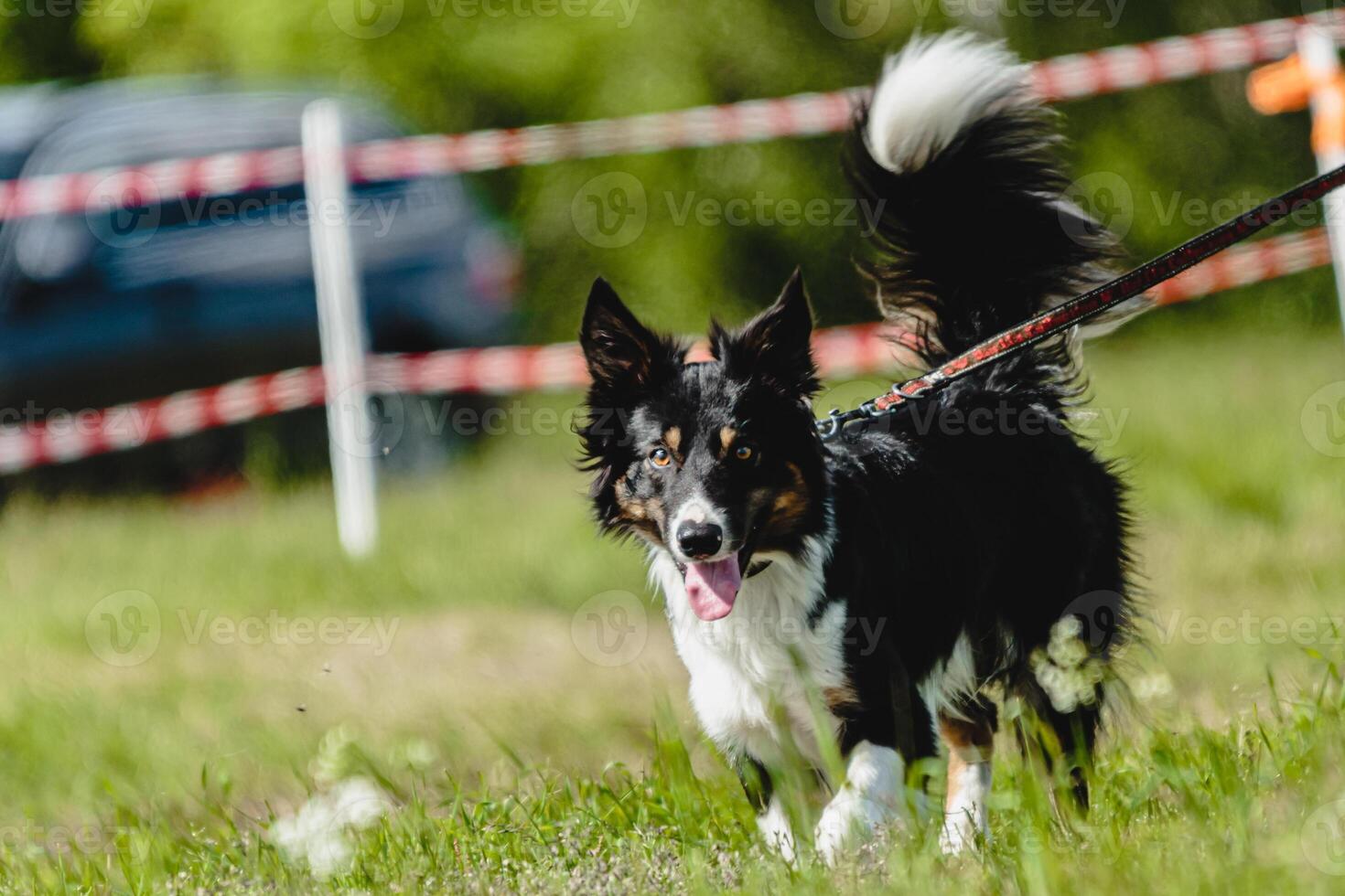 Dog running in green field and chasing lure at full speed on coursing competition photo