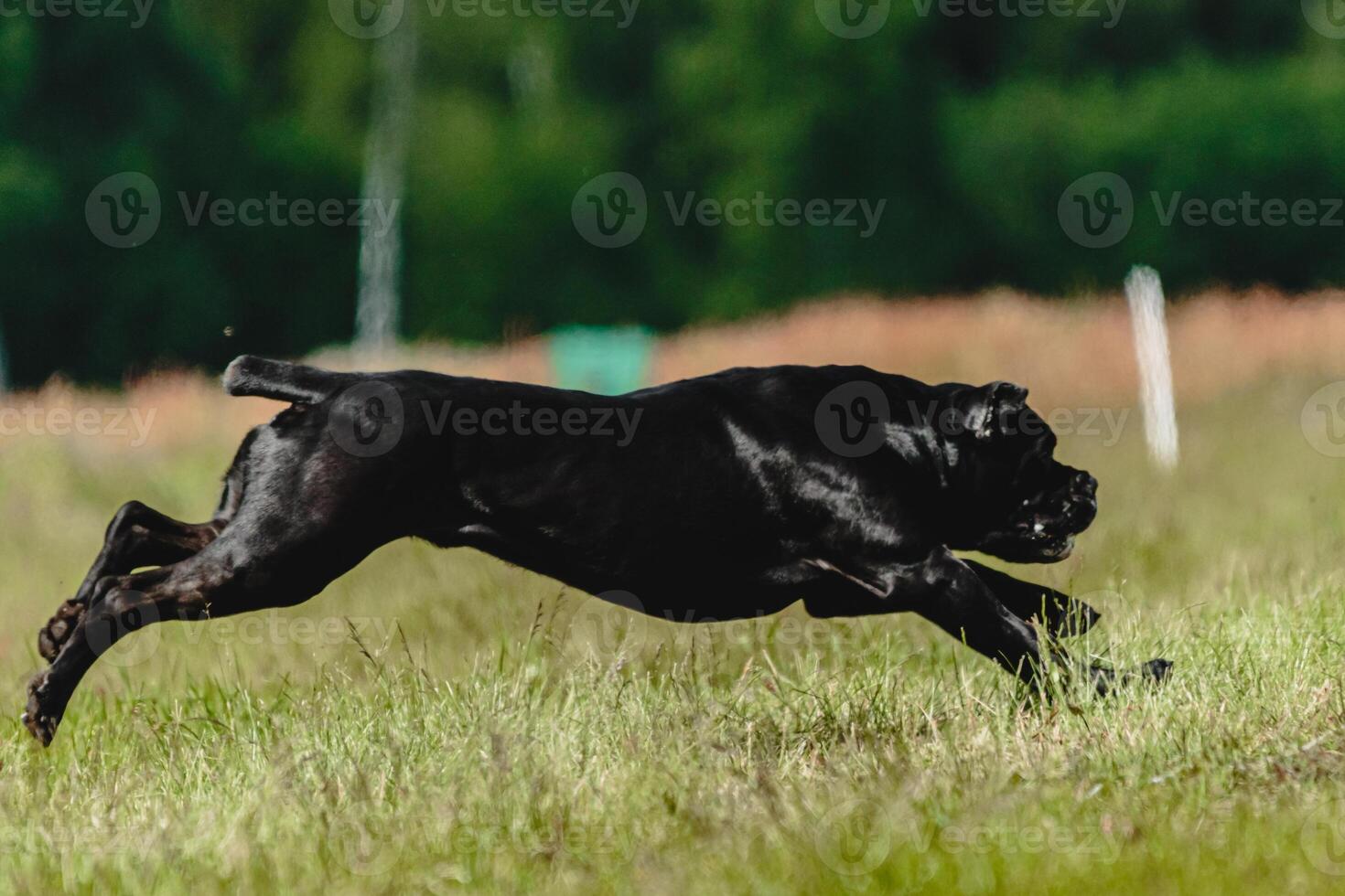 Cane corso dog running fast and chasing lure across green field at dog racing competion photo