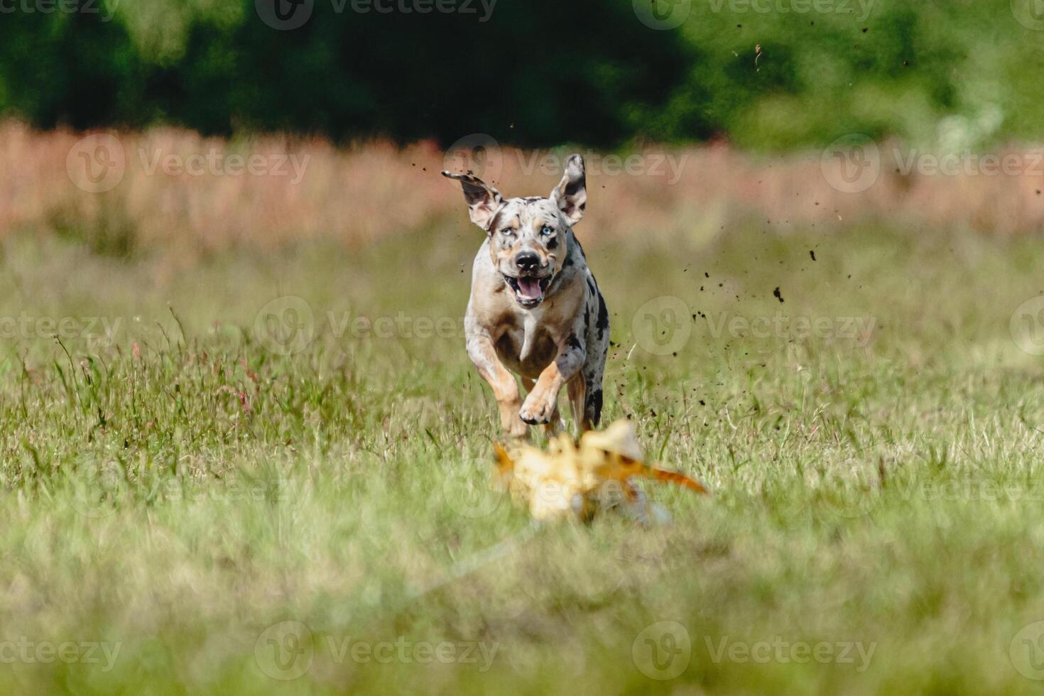 Catahoula leopard dog running fast and chasing lure across green field at dog racing competion photo