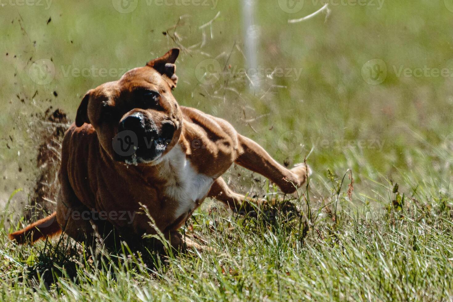 Staffordshire bull terrier running fast and chasing lure across green field at dog racing competion photo