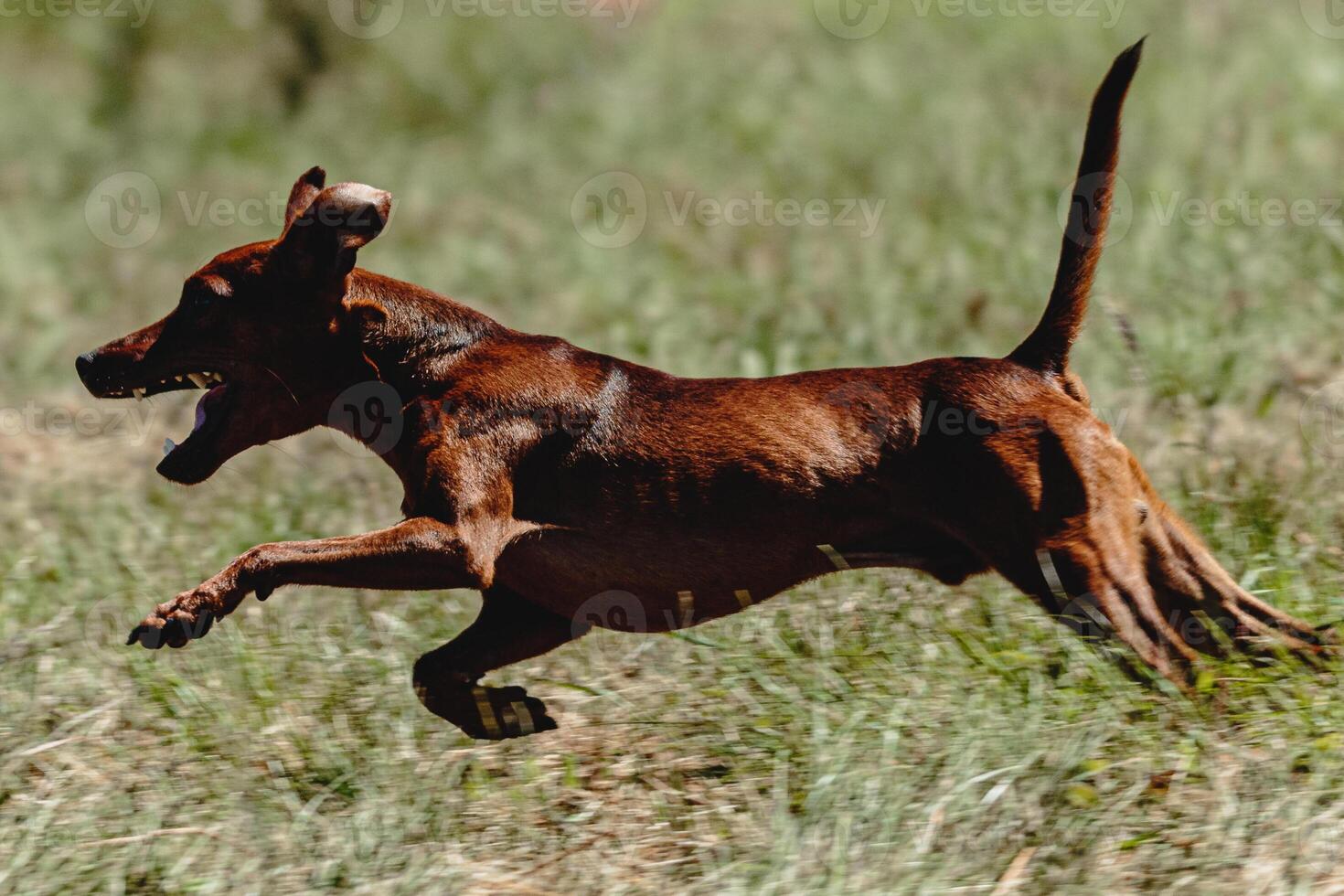 Pinscher dog flying moment of running across the field on lure coursing competition photo