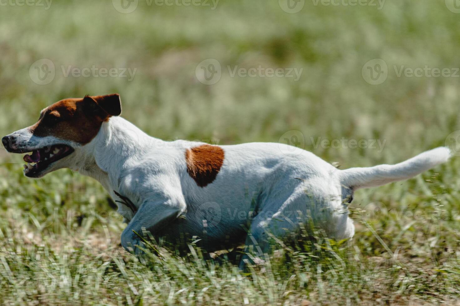 Dog running in green field and chasing lure at full speed on coursing competition photo