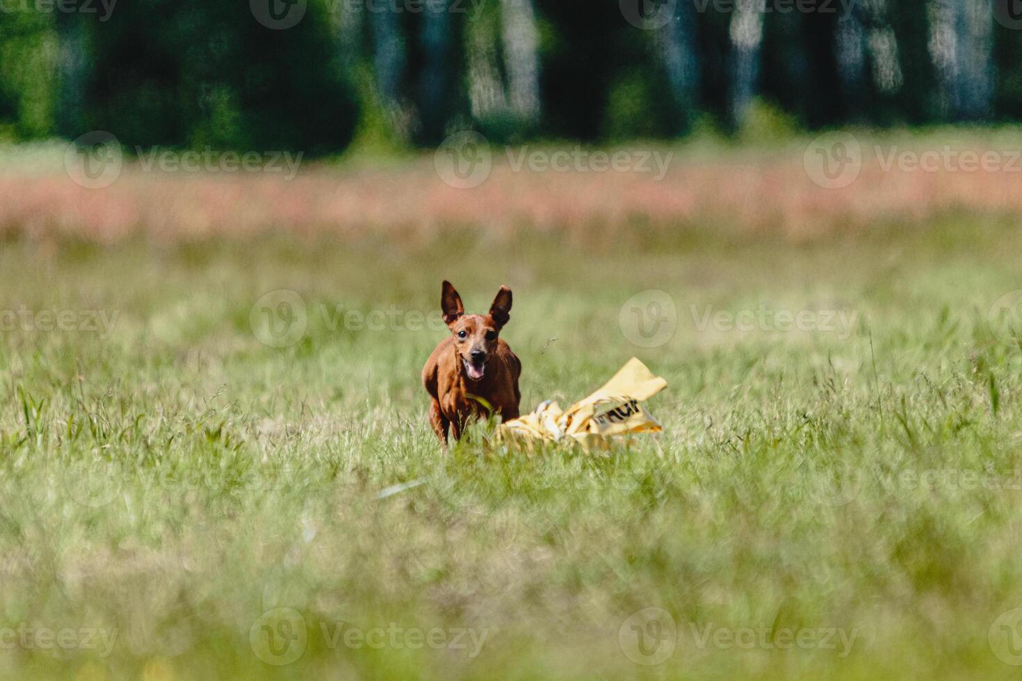 Pinscher dog flying moment of running across the field on lure coursing competition photo