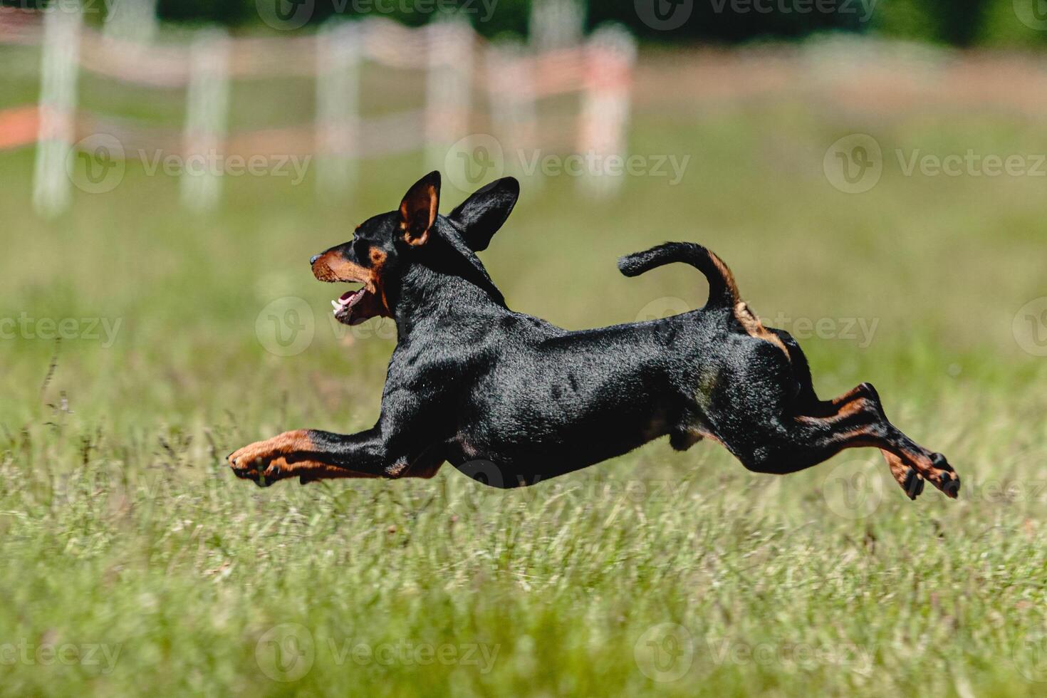 Pinscher dog flying moment of running across the field on lure coursing competition photo