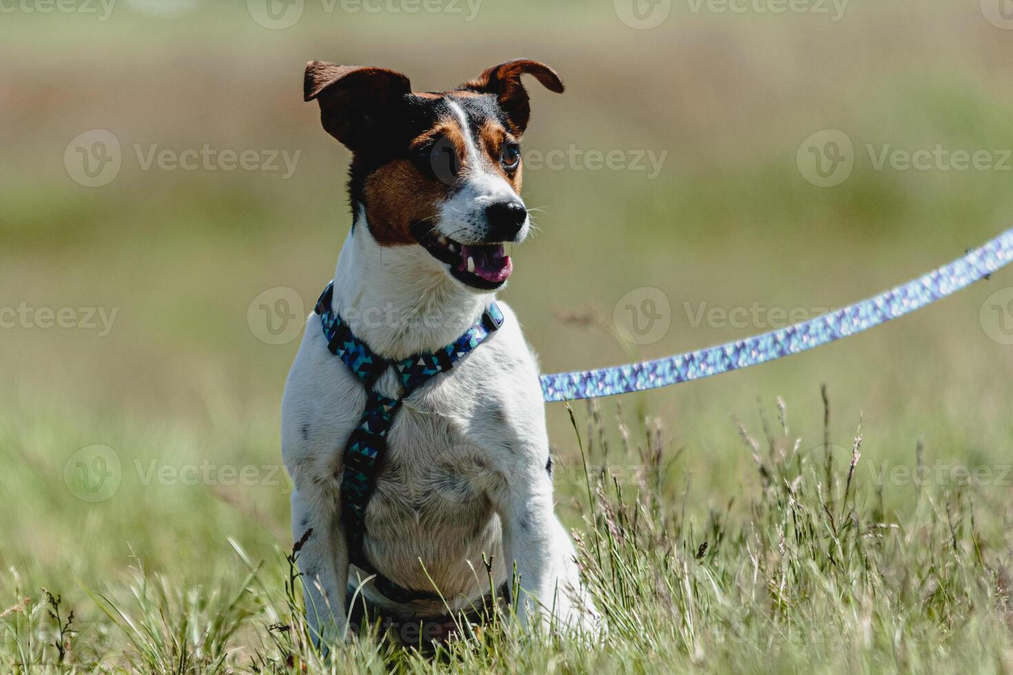 Dog in green field before the start on coursing competition photo