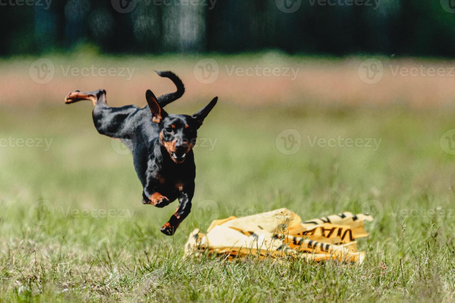 Pinscher dog flying moment of running across the field on lure coursing competition photo