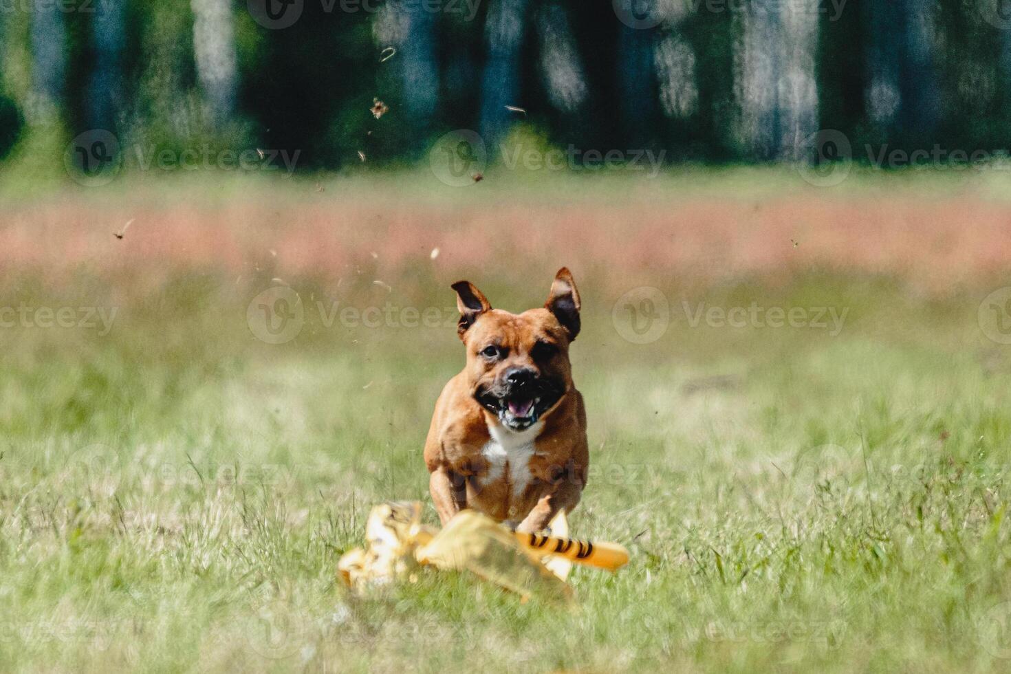 Staffordshire bull terrier running fast and chasing lure across green field at dog racing competion photo