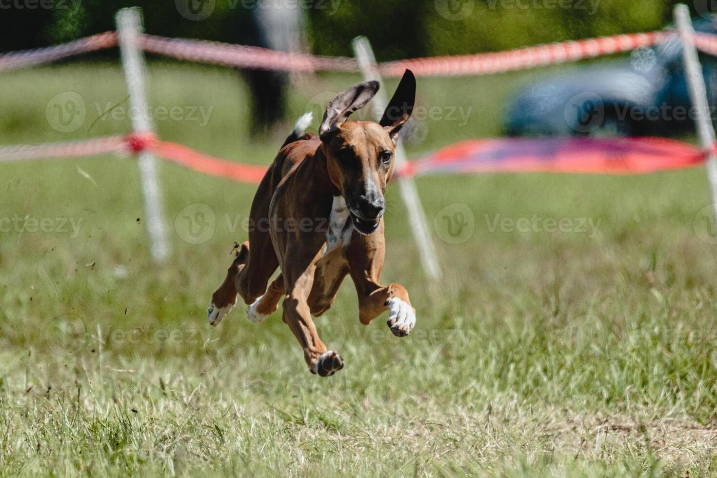 Azawakh dog lifted off the ground during the dog racing competition running straight into camera photo