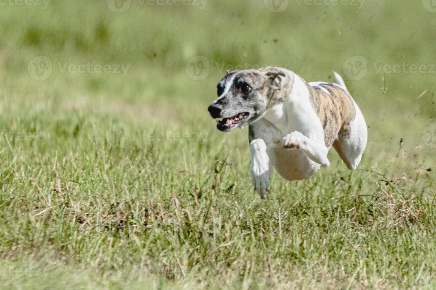 Whippet dog lifted off the ground during the dog racing competition running straight into camera photo