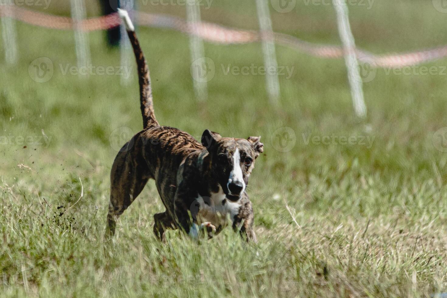 Whippet dog lifted off the ground during the dog racing competition running straight into camera photo