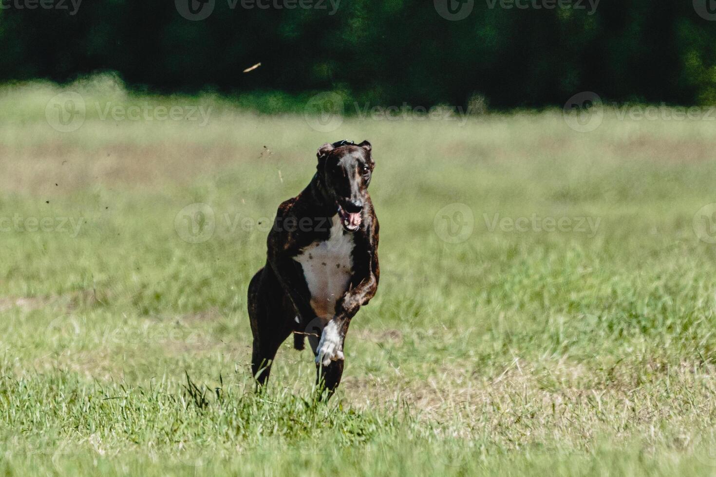 Greyhound dog lifted off the ground during the dog racing competition running straight into camera photo