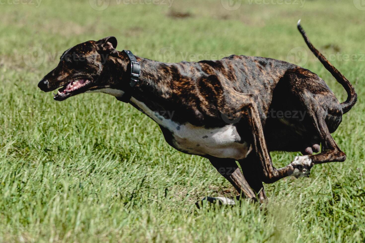 Greyhound dog lifted off the ground during the dog racing competition running straight into camera photo