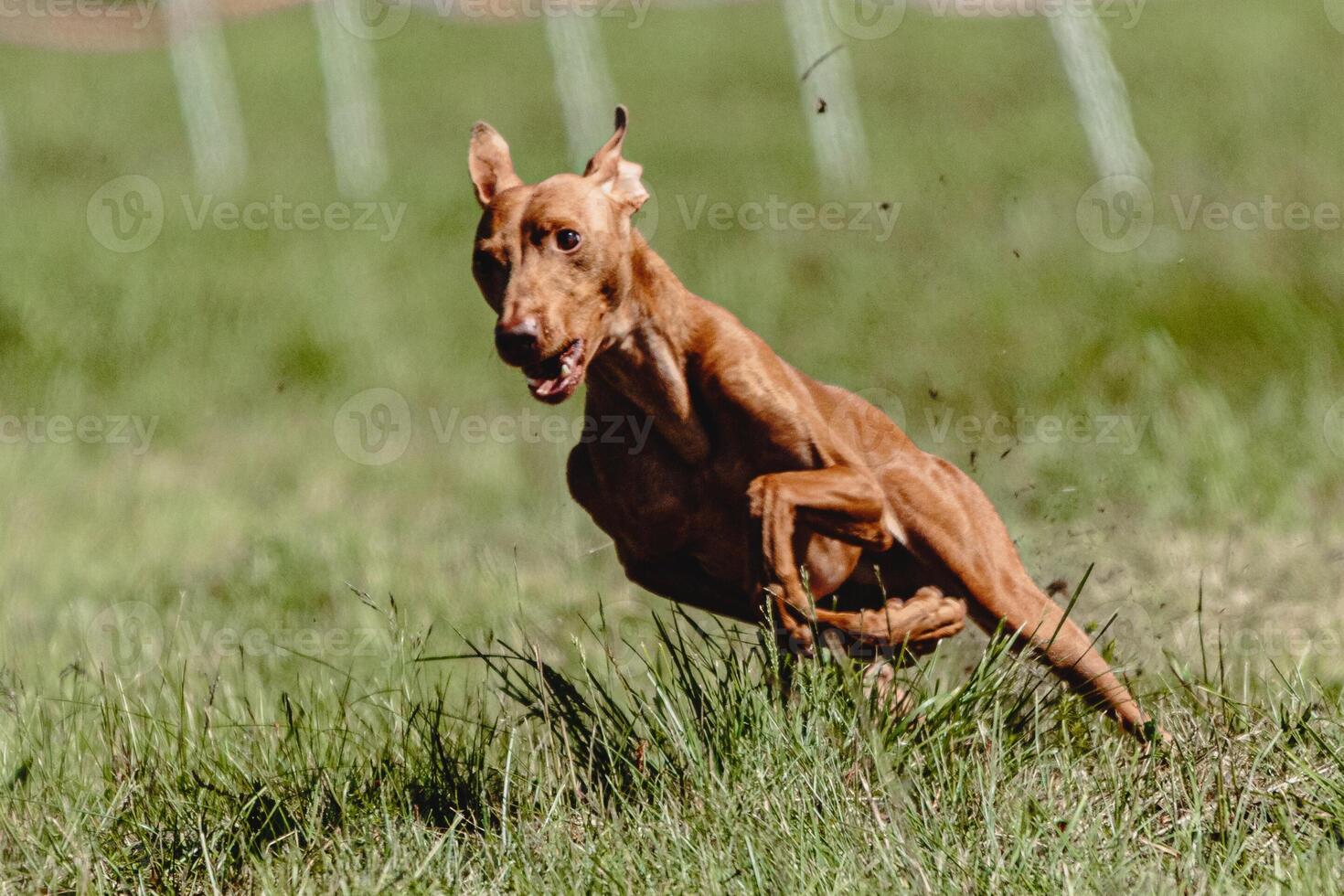 Cirneco dell etna dog running fast and chasing lure across green field at dog racing competion photo
