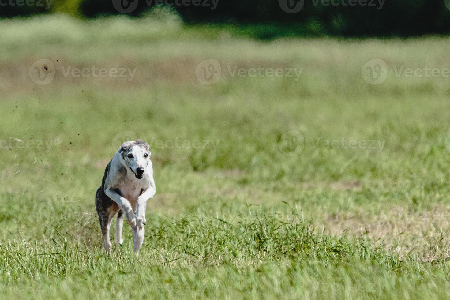 Whippet dog lifted off the ground during the dog racing competition running straight into camera photo