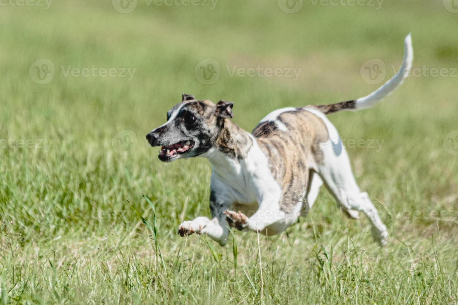 Whippet dog lifted off the ground during the dog racing competition running straight into camera photo