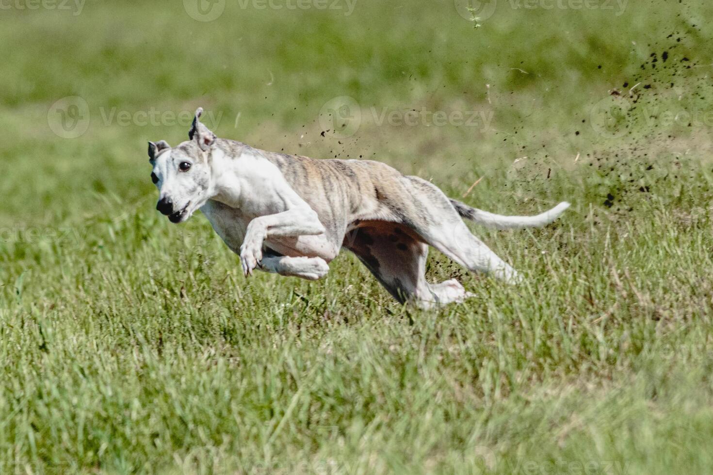 Whippet dog lifted off the ground during the dog racing competition running straight into camera photo